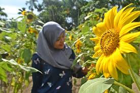 This shop has no products yet. Kebun Bunga Matahari Winny Marlina