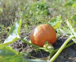 Best Fertilizer For Pumpkins How And When To Fertilize
