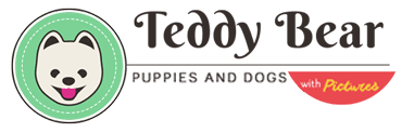 Find teddy bear puppy in dogs & puppies for rehoming | find dogs and puppies locally for sale or adoption in canada : Buy Puppy Search Result