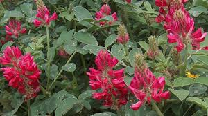 Image result for Hedysarum