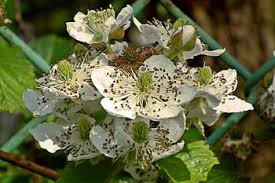 Maybe you would like to learn more about one of these? Royalty Free Blackberry Bushes Photos Free Download Pxfuel