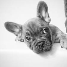 The care and conditions of our dogs are paramount to us. 12 French Bull Dog Puppies For Sale In Georgia Ideas French Bull Brindle Puppies For Sale