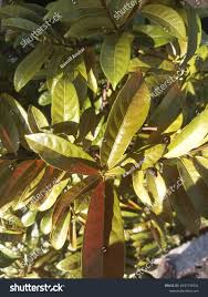 Image result for Manilkara obovata