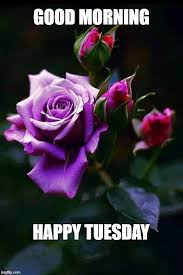 Purple Roses Meme Generator Imgflip Beautiful Roses Beautiful Flowers Beautiful Rose Flowers