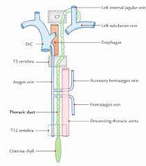 Information and translations of thoracic duct in the most comprehensive dictionary definitions resource on the web. Thoracic Duct Www Medicoapps Org