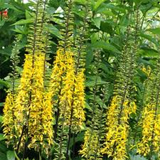 Image result for Eggelingia ligulifolia