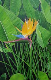 This native south african botanical adds a tropical and colorful touch to any space. Bird Of Paradise Acrylic Painting By Steven Fleit Absolutearts Com