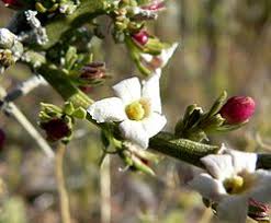 Image result for Menodora heterophylla