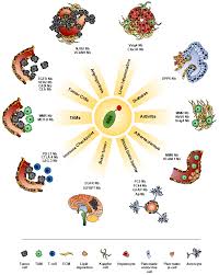 The igg antibody secretory cells (ascs) in small intestine were particularly observed through immumohistochemical staining, then after were analyzed by statistical methods. Biomolecules Free Full Text Nanobodies As Versatile Tool For Multiscale Imaging Modalities Html