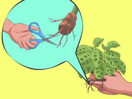 Check spelling or type a new query. How To Care For A Prayer Plant 11 Steps With Pictures Wikihow
