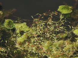 Image result for Potamogeton octandrus
