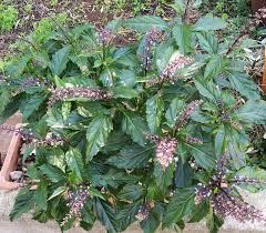 Image result for Ocimum fimbriatum