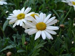 Image result for Leucanthemum