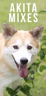 They also require extra effort, needing lots of exercise and mental stimulation, proper grooming, and proper nutrition for optimum health. Akita Mixes We Show You The Full Range
