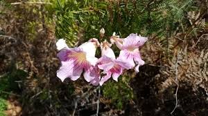 Image result for Podranea brycei