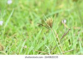 Image result for Pycreus polystachyos