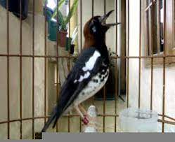 Suara anis kembang betina memanggil jantan cocok buat pancingan anis kembang macet, malas bunyi. Cara Ternak Burung Anis Kembang Di Rumah