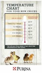 Temperature Chart For Chicks Raising Chickens Keeping