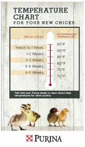 temperature chart for chicks raising chickens keeping