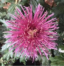 Dieses & viele weitere englische bücher versandkostenfrei bei thalia bestellen! Chrysanthemums Bendigo Australia Posts Facebook