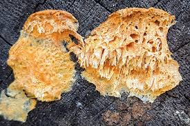 Image result for Pycnoporellus alboluteus