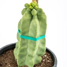 Image result for Lophocereus