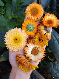 All About Calendula How To Grow Harvest Dry Use Calendula Flowers Homestead And Chill Calendula Medicinal Herbs Calendula Flower