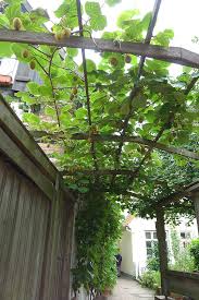 Check spelling or type a new query. Kiwi As Espalier Tree