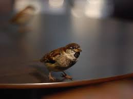 Die vorbereitungen für papas geburtstag laufen und wir haben überraschend einen vogel im haus.#rosislife #mama #familienlebenmeinen mama blog findet ihr unte. Vogel Ins Haus Geflogen Was Tun