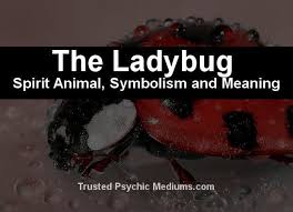 What Does The Ladybug Spirit Animal Really Mean Find Out The True Meaning And Symbolism Of The Ladybug In This Special S Spirit Animal Ladybug Ladybug Meaning