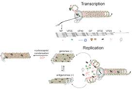 Jan 12, 2021 · marzi a. Research Muhlberger Lab