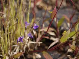 Image result for Burmanniaceae