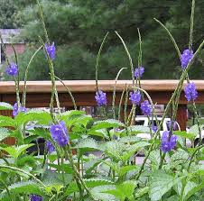 Check spelling or type a new query. Hummingbird Flowers Feeders N Photos Florida Flowers Hummingbird Plants Bee Garden