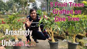 We did not find results for: 5 Fruit Trees Grafted On One Tree Youtube