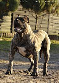 Via pinterest the perro de presa canario is a large mol. Fuego De Volcanes Presa Canario Startseite Facebook