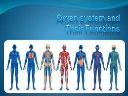 10 photos of the diagram of internal organs. Human Body System And Their Function With A Labelled Diagram