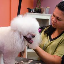 Happy tails has been providing the marshalltown area with professional pet grooming, boarding and daycare services at affordable prices for over 15 years. See Our Dog Grooming Prices D Tails Pet Boutique Spa