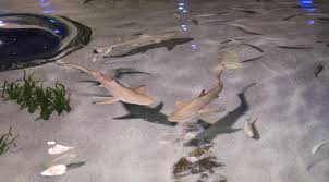 Find many great new & used options and get the best deals for mein erstes aquarium zu hause, brand new, free shipping in the us at the best online prices at ebay! Prominente Hai Taufe Im Sea Life Oberhausen Merlin Entertainments Group Deutschland Gmbh Pressemitteilung Lifepr