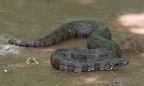 The common watersnake is found throughout eastern and central north america, from southern ontario and southern quebec in the north, to texas and florida in the south. Brown Water Snake Wikipedia