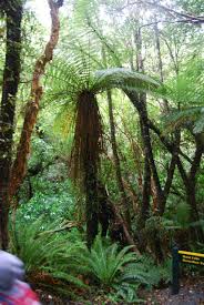 Image result for Lellingeria