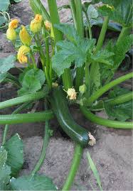 Check spelling or type a new query. Free Plant Identification Planting Vegetables Vegetables Plants