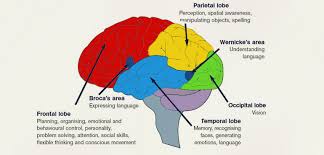 Human Brain Functions Functioning Of Human Brain With Diagram
