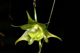 Image result for Aeranthes africana