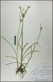 Image result for Cyperus tenuiculmis