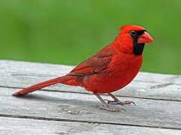 Male Desert Cardinal Cardinal Northern Cardinalis Cardinalis Found North America Central Birds Bird Wallpaper