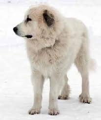 It is thought its ancestors date as far back as 11,000 years, and were dogs from asia or siberia and came to the mountains around 3000bc. Great Pyrenees Dog Breed Discover This Gentle Giant