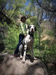 Review how much great dane puppies for sale sell. Northern Arizona Great Dane Rescue Home Facebook