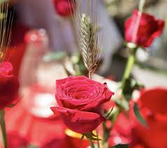 Grab the latest harry and david coupons and discounts. Great Books About Ibiza And Formentera Ibiza Spotlight