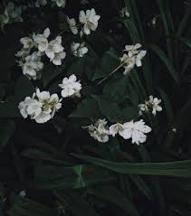 Black And White Plants Aesthetic 24 Ideas For Nature Aesthetic White And Green Nature Aesthetic Green Aesthetic Dark Green Aesthetic