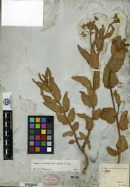 Image result for Asclepias buchwaldii